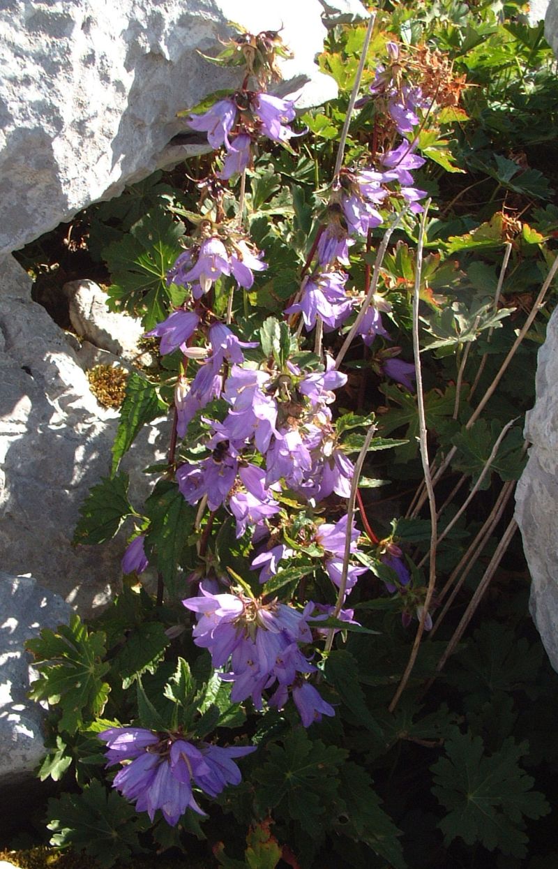 Campanula trachelium bianca / Campanula selvatica bianca